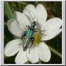 Oedemera nobilis - Scheinbockkaefer m02.jpg
